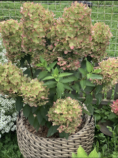  Металлика метельчатая гортензия.