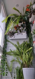 Мои зелёные друзья 