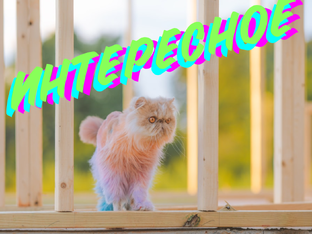 Интересное 