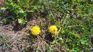 Роман с Дзеном  и с банками