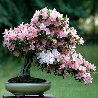 Хочу Бонсай! 