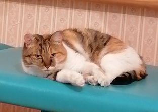 О житье-бытье 🥰🐈🌞