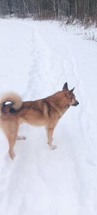 Домашние собаки