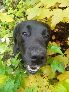 здоровье собак 