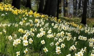 Луковичные цветы