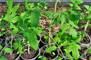 Выращивание рассады! 