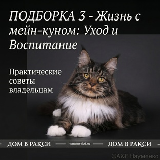 Жизнь с мейн-куном: уход и воспитание