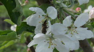 #####Делаем прививки в саду растений######