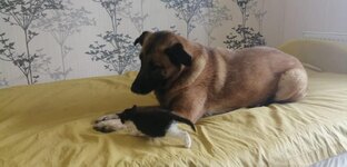 Мои любимки
