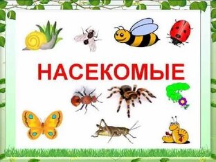 Насекомые
