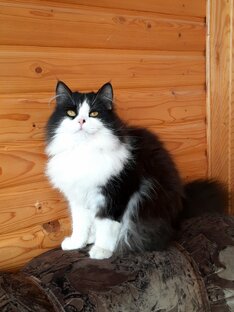 Котики