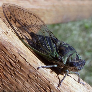 Цикады: шумные загадки природы с 17-летним сном