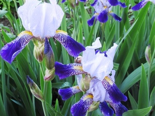 Ирисы
