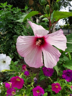 Магазины для садоводов