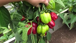 Сладкий перец. Сорта и условия выращивания.