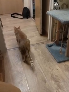 Персик и сантехник. 