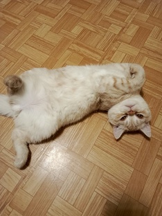 Что за тигр этот лев?🦁 😹