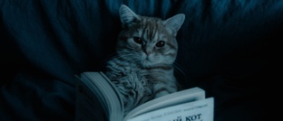 На канале вы найдёте истории про…