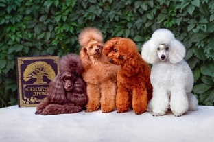 Психология развития семьи