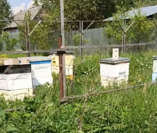 Пчеловодство 2024