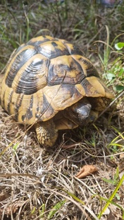 Турция. Животный мир. 