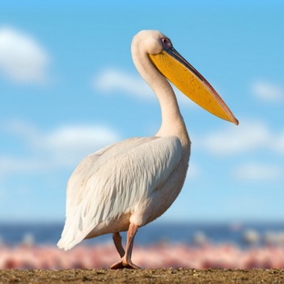 Пеликан: гигант с клювом-сетью и секретами выживания