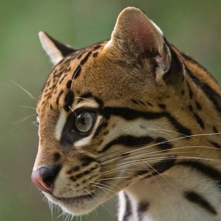 Оцелот: тайны пятнистой кошки джунглей