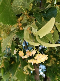 Душевные  воспоминания из кладовочки.