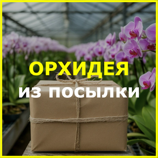 Искушение ОРХОМАНА. Новая орхидея в доме