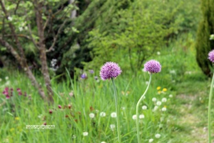 Природный сад Хамкетия