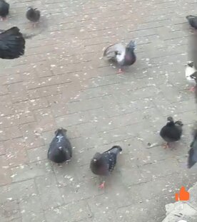 Голуби из Геленджика