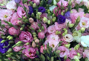  Выращиваем эустому