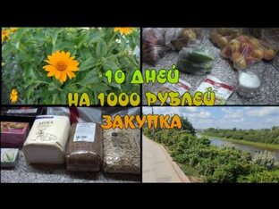 Эксперимент №2 Август 2023 10 дней на 1000 рублей