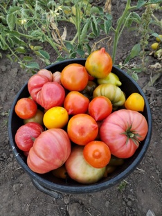 Наборы семян