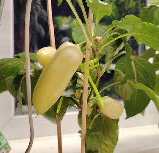 Огород на подоконнике. Домашний огород