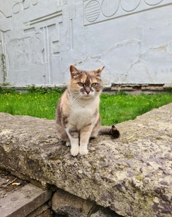 Кошки😺