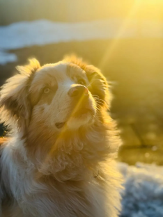 Тайгер завоевывает души и сердца слушателей.