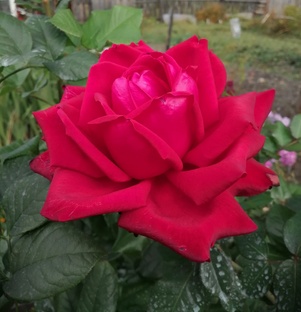 Розы, агротехника