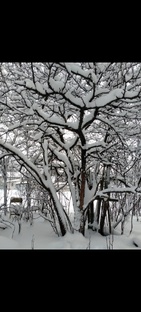 Лунтик