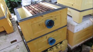 исправление пчел трутовок без охлаждения