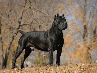 Итальянские породы