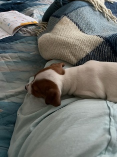 Эра собаководов.