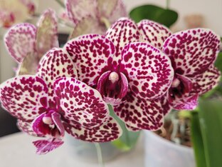 Мои орхидеи 