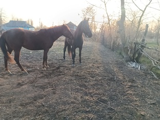 Игры лошадей 