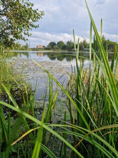 Дачные заметки 