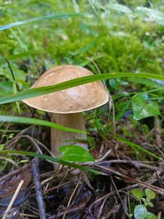 Прогулка по лесу