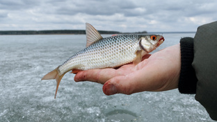 Старооскольское водохранилище