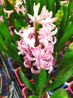 Жили не тужили