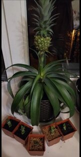 Мои экзоты. 