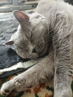 моя серая помощьница. 